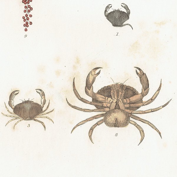 海の生物 カニ（Cancer Pagurus. Common Crab.）イギリスアンティークプリント 博物画 標本画｜0147