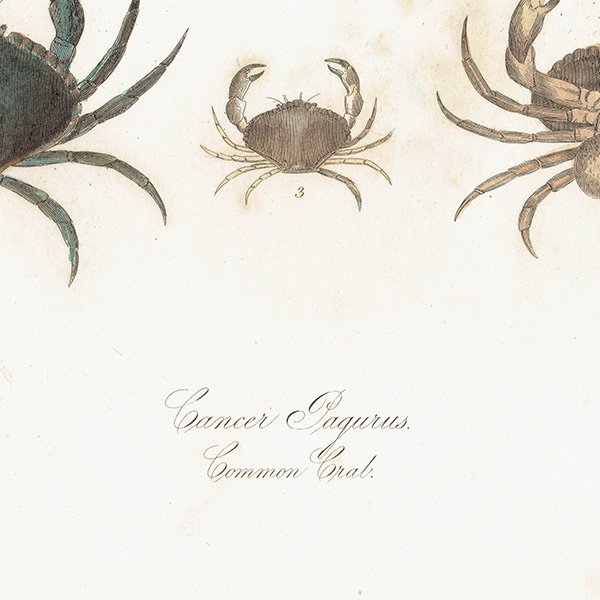 ʪ ˡCancer Pagurus. Common Crab.˥ꥹƥץ ʪ ɸܲ0147