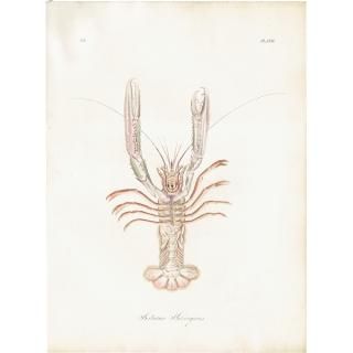 動物・昆虫・海洋生物・スケルトンなどの博物画 - アンティーク