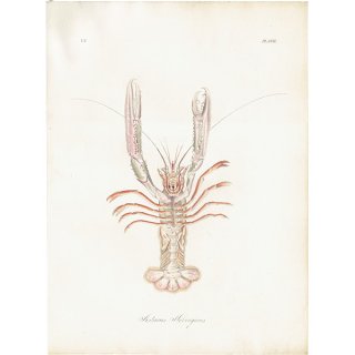 海の生物 ヨーロッパアカザエビ（Astacus Noorvegicus）イギリス アンティーク プリント 博物画 標本画｜0150