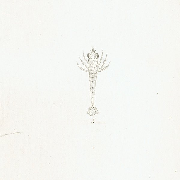 海の生物 ヨーロッパエビジャコ（Crangon Shrimp）イギリス アンティーク プリント 博物画 標本画｜0151