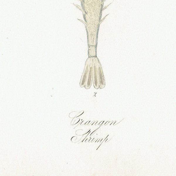海の生物 ヨーロッパエビジャコ（Crangon Shrimp）イギリス アンティーク プリント 博物画 標本画｜0151