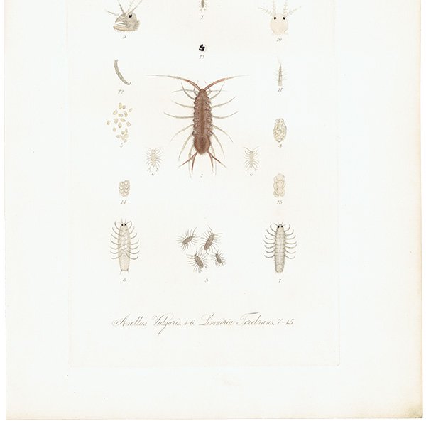 海の生物 Asellus Vulgaris / Limnoria Terebrans イギリス アンティーク プリント 博物画 標本画｜0152
