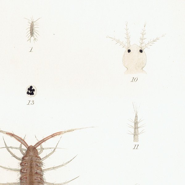 海の生物 Asellus Vulgaris / Limnoria Terebrans イギリス アンティーク プリント 博物画 標本画｜0152