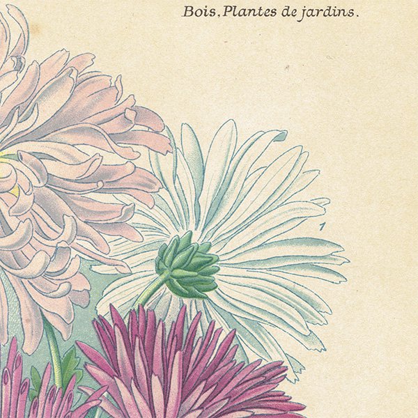 フランス アンティーク ボタニカルアート / 植物画 リトグラフ 秋菊 1890年代 0610