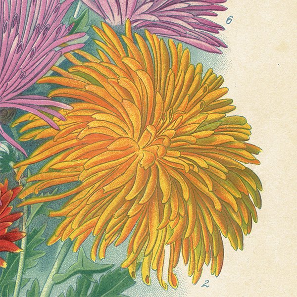 フランス アンティーク ボタニカルアート / 植物画 リトグラフ 秋菊 1890年代 0610
