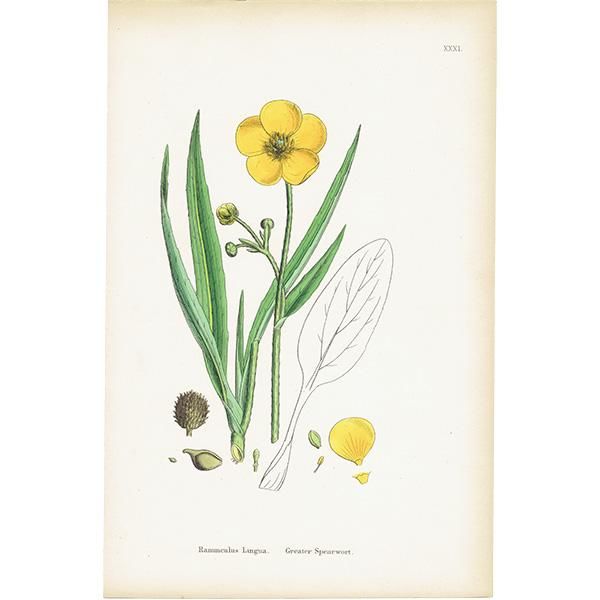 【着後レビューで 送料無料】 イギリス アンティーク Ranunculus ボタニカルアート/植物画 その他