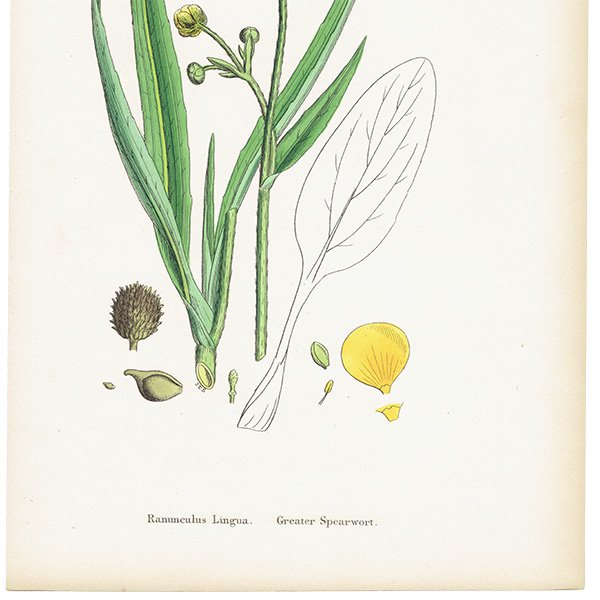 イギリス アンティーク ボタニカルアート/植物画 Ranunculus Lingua.(ラナンキュラス キンポウゲ科) plate.31,1863年 0611