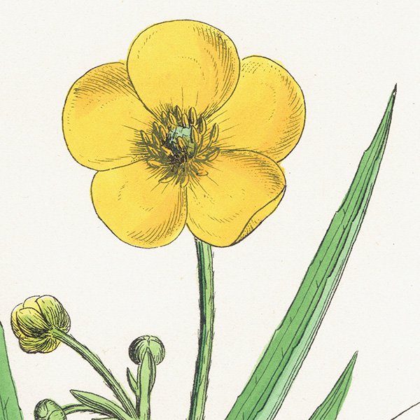 ꥹ ƥ ܥ˥륢/ʪ Ranunculus Lingua.(ʥ󥭥饹 ݥ) plate.31,1863ǯ 0611