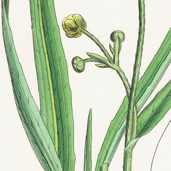 イギリス アンティーク ボタニカルアート/植物画 Ranunculus Lingua.(ラナンキュラス キンポウゲ科) plate.31