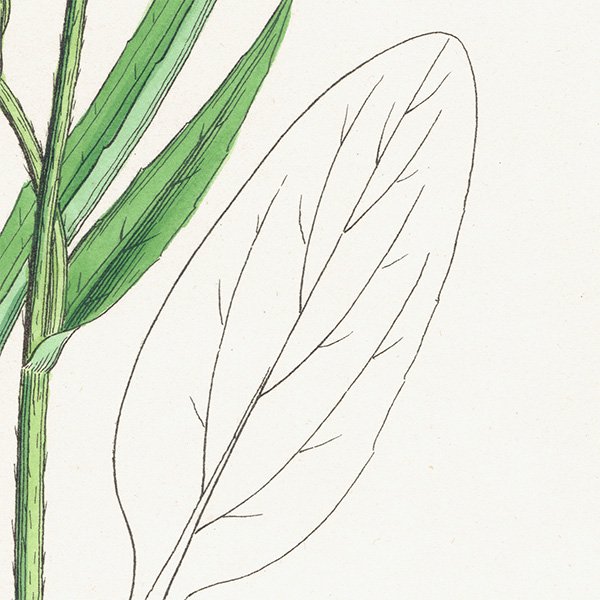 イギリス アンティーク ボタニカルアート/植物画 Ranunculus Lingua.(ラナンキュラス キンポウゲ科) plate.31,1863年 0611