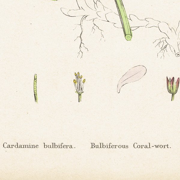 ꥹ ƥ ܥ˥륢/ʪ Cardamine bulbifera.(ͥĥХ) plate.107,1863ǯ 0612