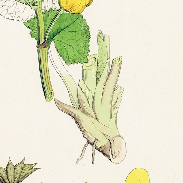 イギリス アンティーク ボタニカルアート/植物画 Caltha eu イギリス アンティーク ボタニカルアート/植物画 Caltha eu