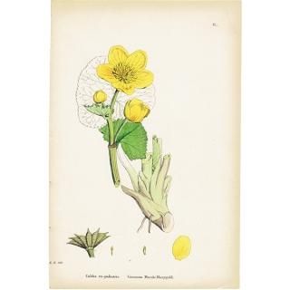 ꥹ ƥ ܥ˥륢/ʪ Caltha eu-palustris.(奦 / Ω) plate.40,1863ǯ 0613