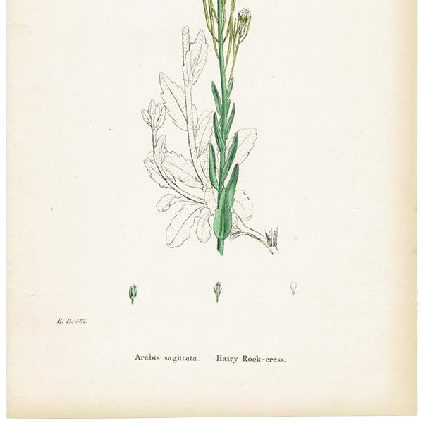 ꥹ ƥ ܥ˥륢/ʪ Arabis sagittata.(ޤϤ / ) plate.116,1863ǯ 0614