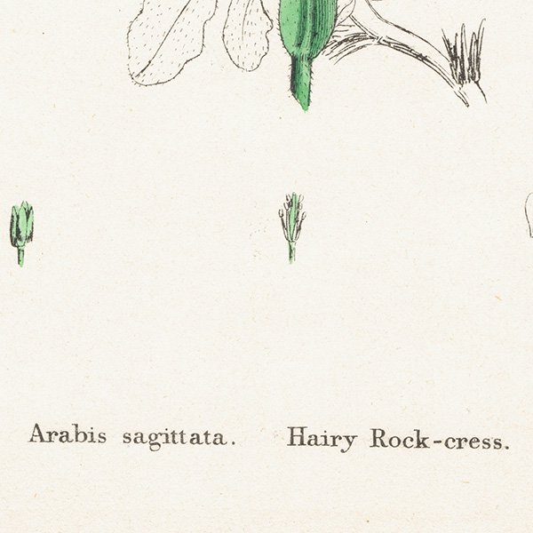 ꥹ ƥ ܥ˥륢/ʪ Arabis sagittata.(ޤϤ / ) plate.116,1863ǯ 0614