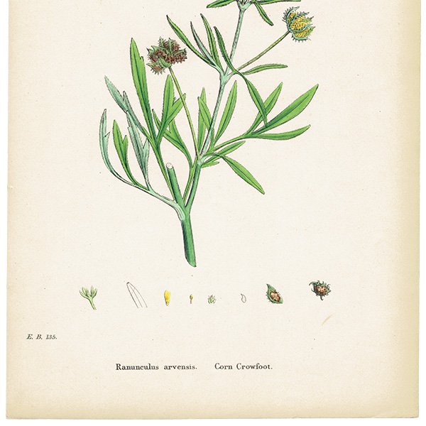ꥹ ƥ ܥ˥륢/ʪ Ranunculus arvensis.(󥭥ݥ / եɥݥ) plate.38,1863ǯ 0615