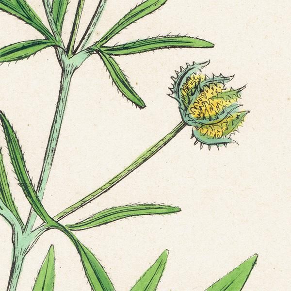 イギリス アンティーク ボタニカルアート/植物画 Ranunculus
