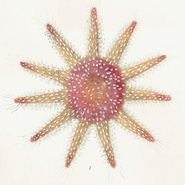 ʪ Asterias (Solaster) papposa ҥȥǡʳ / եå ꥹ ƥ ץ ʪ ɸܲ0172