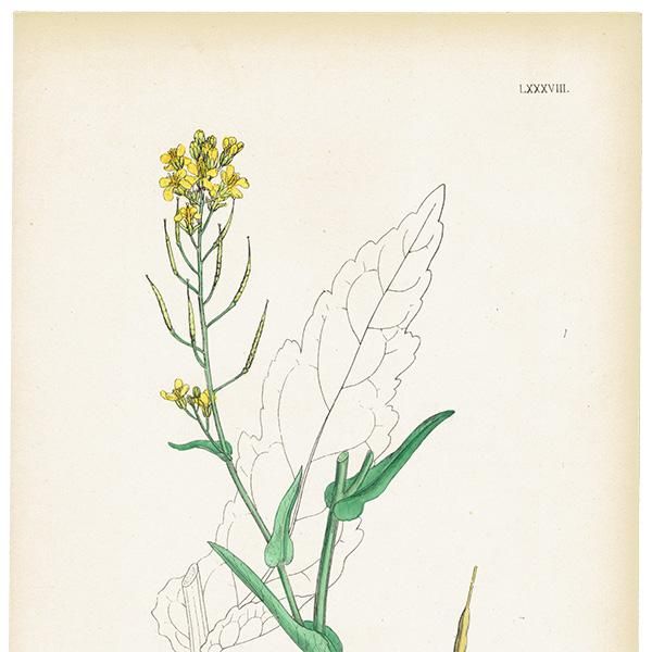 イギリス アンティーク ボタニカルアート/植物画 Brassica Napus イギリス アンティーク ボタニカルアート/植物画 Brassica Napus