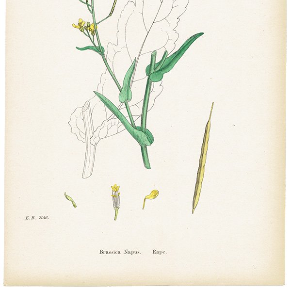 イギリス アンティーク ボタニカルアート/植物画 Brassica Napus.(セイヨウアブラナ) plate.88