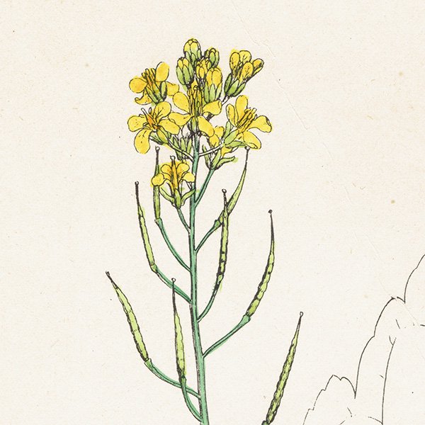 イギリス アンティーク ボタニカルアート/植物画 Brassica Napus.(セイヨウアブラナ / 菜の花) plate.88,1863年 0616