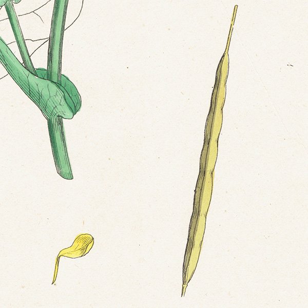 イギリス アンティーク ボタニカルアート/植物画 Brassica Napus.(セイヨウアブラナ / 菜の花) plate.88,1863年 0616