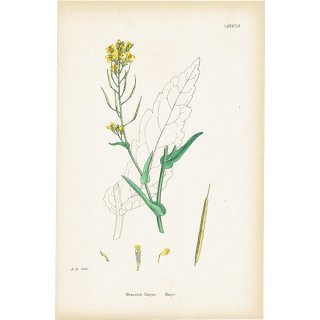 ꥹ ƥ ܥ˥륢/ʪ Brassica Napus.(襦֥ / ڤβ) plate.88,1863ǯ 0616