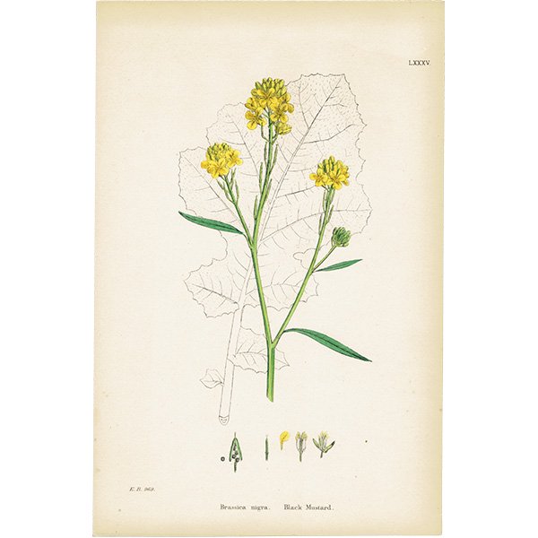 イギリス アンティーク ボタニカルアート/植物画 Brassica nigra.(クロガラシ) plate.85,1863年 0617