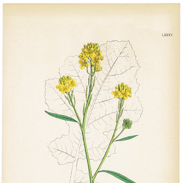 ꥹ ƥ ܥ˥륢/ʪ Brassica nigra.(饷) plate.85,1863ǯ 0617