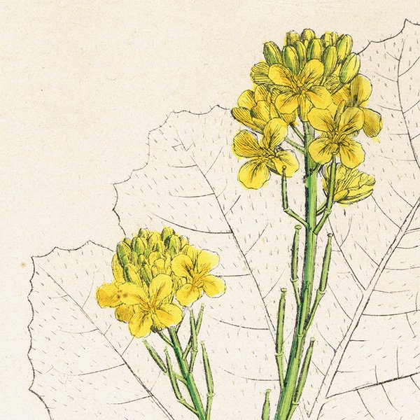 イギリス アンティーク ボタニカルアート/植物画 Brassica nigra.(クロガラシ) plate.85