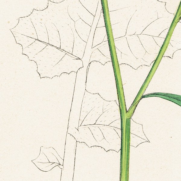 イギリス アンティーク ボタニカルアート/植物画 Brassica nigra.(クロガラシ) plate.85,1863年 0617