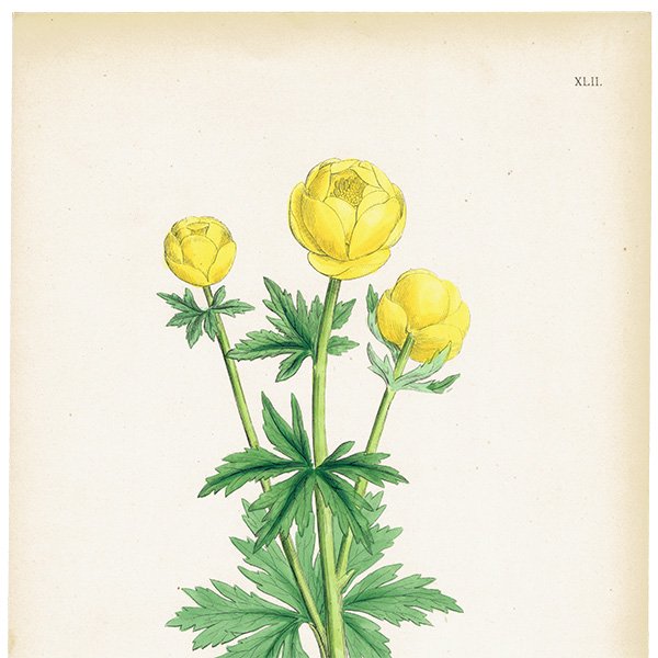 イギリス アンティーク ボタニカルアート/植物画 Trollius europaeus.(セイヨウキンバイソウ) plate.42,1863年 0618