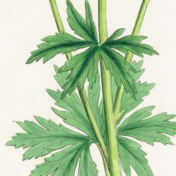 ꥹ ƥ ܥ˥륢/ʪ Trollius europaeus.(襦Х) plate.42,1863ǯ 0618