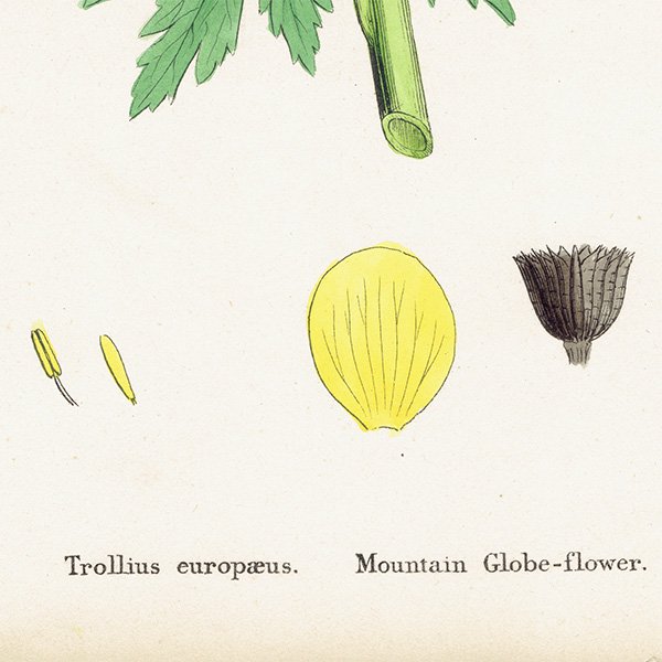 ꥹ ƥ ܥ˥륢/ʪ Trollius europaeus.(襦Х) plate.42,1863ǯ 0618