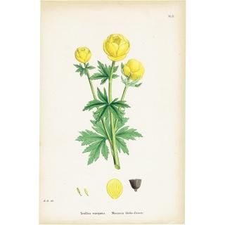 ꥹ ƥ ܥ˥륢/ʪ Trollius europaeus.(襦Х) plate.42,1863ǯ 0618