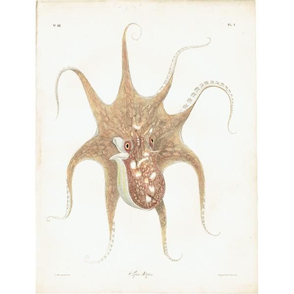 海の生物 Sepia Octopus イギリス アンティーク プリント 博物画