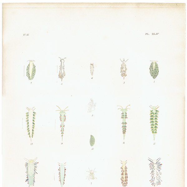 海の生物 Eolis - plumata ウミウシ イギリス アンティーク プリント 博物画 標本画｜0186