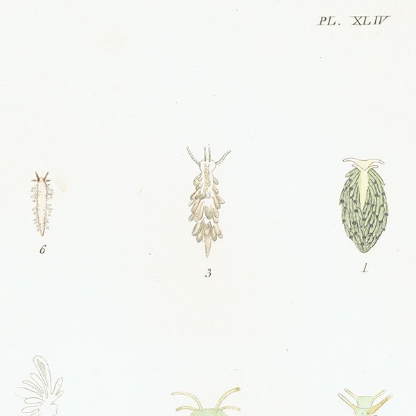 海の生物 Eolis - plumata ウミウシ イギリス アンティーク プリント 博物画 標本画｜0186