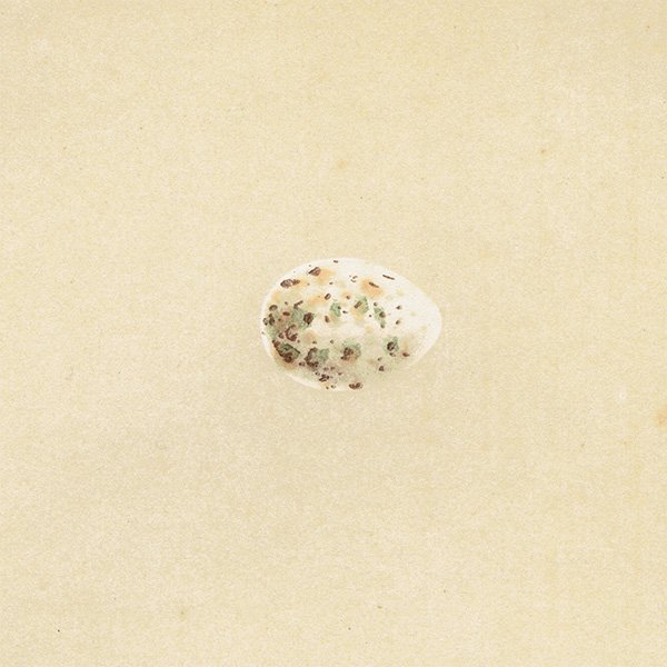 イギリス アンティークプリント バードエッグ（鳥の卵）LESSER WHITETHROAT / コノドジロムシクイ の卵と巣 0132