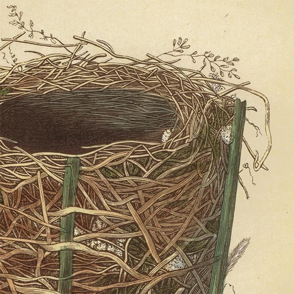 イギリス アンティークプリント バードエッグ（鳥の卵）REED