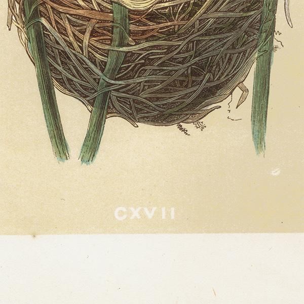 ꥹ ƥץ СɥåĻREED WARBLER / 衼åѥ襷  0131