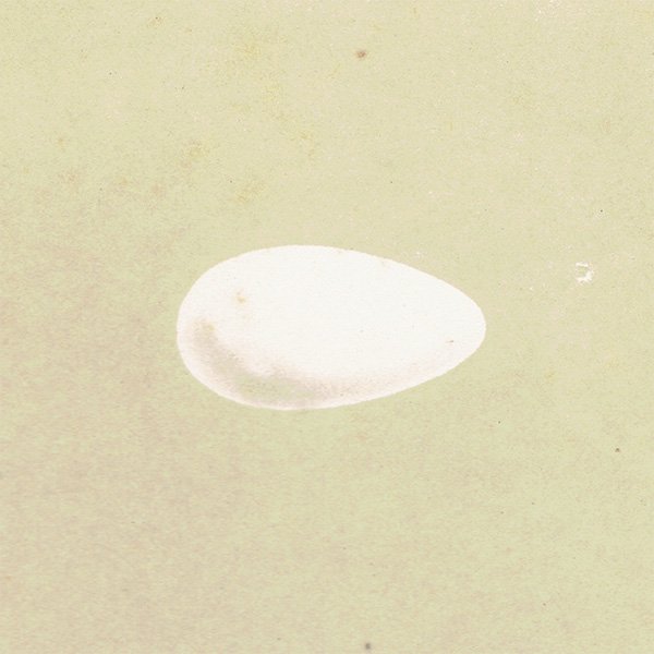 イギリス アンティークプリント バードエッグ（鳥の卵）SWIFT / アマツバメ の卵 095