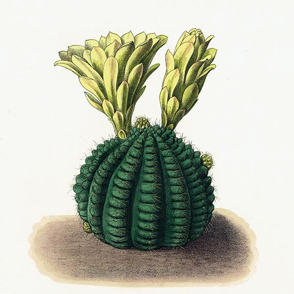鉱物博物図鑑　1958年（ドイツ）図版ボタニカルアート160枚 イギリス ボタニカルアート/植物画 Hypericum calyeinum