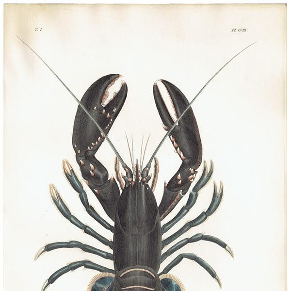 海洋生物 ヨーロッパロブスター / ヨーロッパオマール(Astacus Marinus) イギリス アンティーク プリント 博物画 標本画| 海洋生物 ヨーロッパロブスター / ヨーロッパオマール(Astacus Marinus) イギリス アンティーク プリント 博物画 標本画|