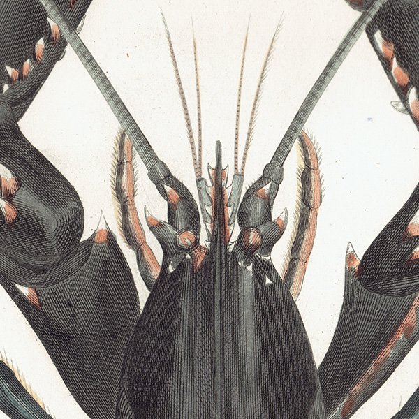 海洋生物 ヨーロッパロブスター / ヨーロッパオマール（Astacus Marinus） イギリス アンティーク プリント 博物画 標本画｜0188