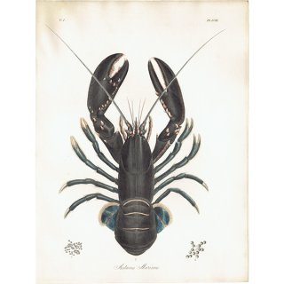 海洋生物 ヨーロッパロブスター / ヨーロッパオマール（Astacus Marinus） イギリス アンティーク プリント 博物画 標本画｜0188