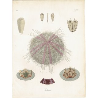 海洋生物 ウニ（Echinus） イギリス アンティーク プリント 博物画 標本画｜0171