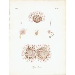 動物・昆虫・海洋生物・スケルトンなどの博物画 - アンティーク