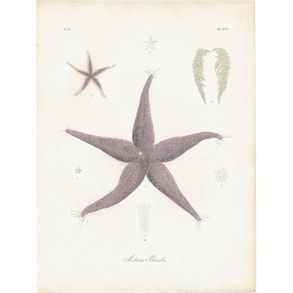 【オンラインショップ】 海洋生物 ヒトデ（海星 / スターフィッシュ） イギリス その他